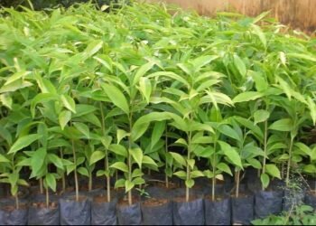 TRỒNG CÂY – CÙNG NHAU SỐNG THIỆN LÀNH