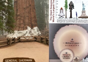 Đây là cách người ta bảo vệ “cây lớn nhất thế giới” trước đám cháy